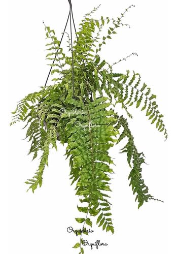 Planta Samambaia Chorona Ou Metro Polypodium Persicifolium