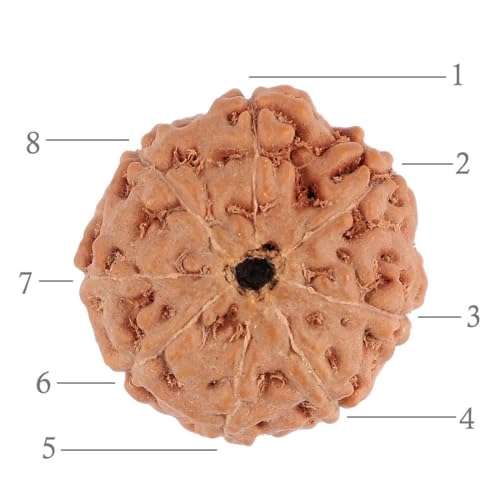 Image of Vado Certified 8 Mukhi Jawa Rudraksha with Authentic Lab Certificate Natural Indonesian Beads (8 Mukhi)