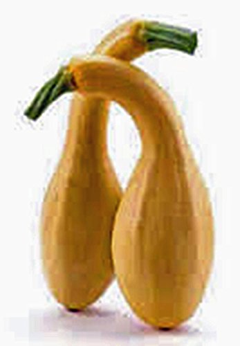 Squash Seeds,Golden Crookneck Squash, Heirloom, 100 Seeds,Non GMO
