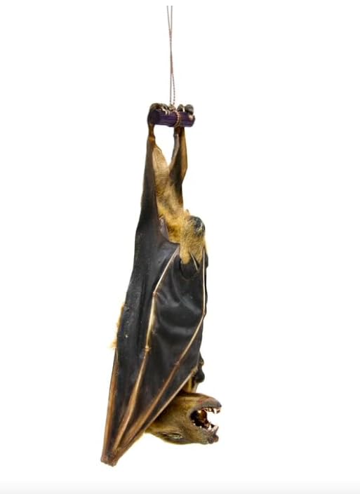Real Framed Preserved MUMMIFIED BAT Hanging Position Cynopterus Brachyotis
