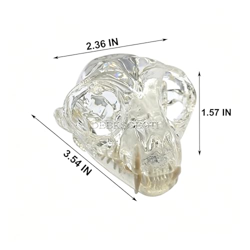 Image of Clear Feline Skull Cat Dental Model Oral Teeth Model Pet Clinic Anatomical for Canine Veterinary Office Education Decoration Demonstrate (Cat Skull Model)