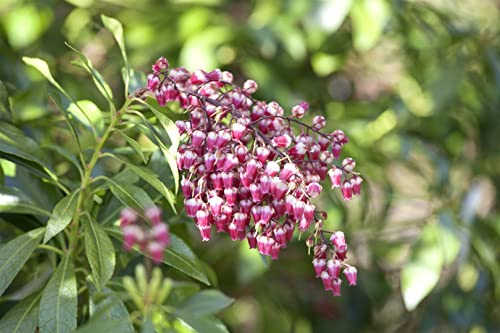 Pieris japonica 'Passion' 20-25 cm – Winterhart, Immergrün, Pflegeleicht – Japanische Lavendelheide – Zierstrauch für Kübel & Garten