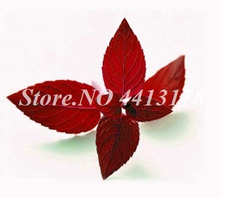 Nuovo 50 pezzi Melissa Original graines de menthe poivrée graine pour jardinage rouge: graines