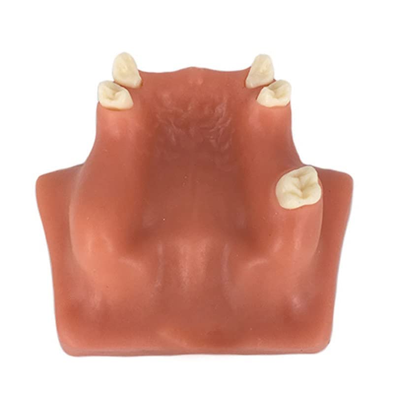iDENTical Dental Sinus Lift Practicing Model M2014 (B0BWNJNXRZ) Amazon Price History, Amazon Price Tracker