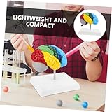 Zoom IMG-2 smasolo modello cerebrale giocattolo scientifico Zoom IMG-2 smasolo modello cerebrale giocattolo scientifico