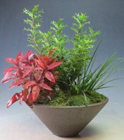 Amazon｜縁起のよい南天と姫ヒイラギの寄せ植え（ 646064 ）｜観葉植物