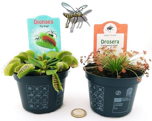 POWERS TO FLOWERS - DROSERA PARADOXA e DIONAEA MUSCIPULA, 2 PIANTE, VASO 10CM, piante vere