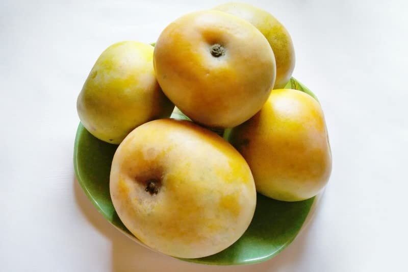 Athidhi Garden Mango (Rumani Mango, Graft) Live Healthy Fruit Plant (B0B5FJ7822) Amazon Price History, Amazon Price Tracker