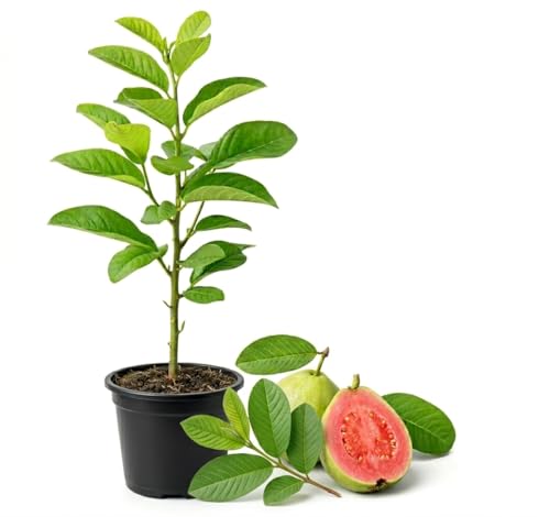 Pink Guava Tree Live Plant 6 Inch Pot Starter Plant Fast Growing Tropical Fruit Tree Low Maintenance Guava Plants Live for Planting Outdoor