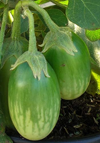 Splendour Seeds ® Brinjal Green Round Vegetable Seeds (100 Seeds)