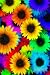 Journal: Colorful Daisy Flower Journal. Great for Preteens, Teens, Adults and Makes a Great Gift.