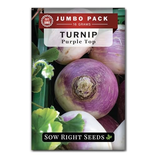 Sow Right Seeds - Bulk Purple Top White Globe Turnip Seeds for Planting - 16 Grams 5000 Seeds - Non-GMO Heirloom Jumbo Pack with Instructions to Plant a Vegetable Garden - Abundant Cold Hardy Veggies
