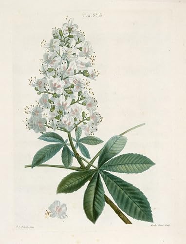 Affiche Impression Marronnier d'Inde Redouté Toile Décoration Murale