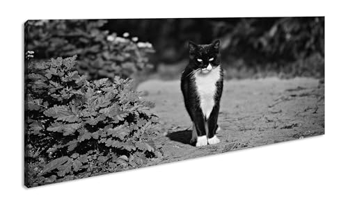 Gato de casa negro panorámico 120 x 60 cm, efecto: negro/blanco como lienzo, diseño enmarcado sobre marco de madera auténtica, impresión digital de alta calidad con marco