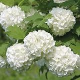 Zoom IMG-1 pianta viburnum opulus roseum viburno