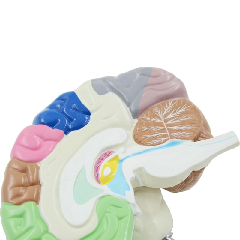 Anatomia dell'area Funzionale Umana a grandezza Naturale 1: 1 Modello del Cervello Umano Strumenti di Fornitura for l'insegnamento della Medicina Anatomica