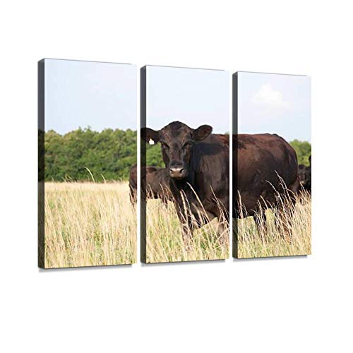 HABEN ARTWORK Angus Cow Looking at Camera grazing Print On Canvas Wall Artwork Modern Photography Home Decor Unique Pattern Stretched and Framed 3 Piece