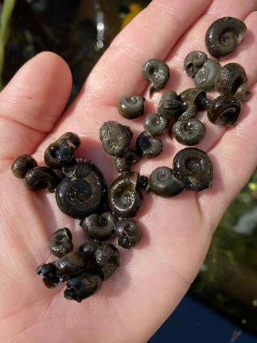 15x Mix Size S/M/L UK Great Ramshorn Snail Aquarium (Planorbarius Corneus)