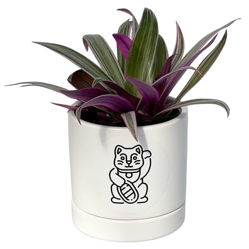 Amazon.co.jp: inakougei: ムラサキオモト