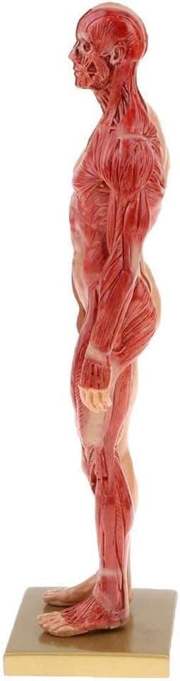Modèles d'anatomie Humaine Tableaux d'anatomie Masculine et féminine Modèles d'anatomie des Muscles et des os Humains (pour l'étude Scolaire)