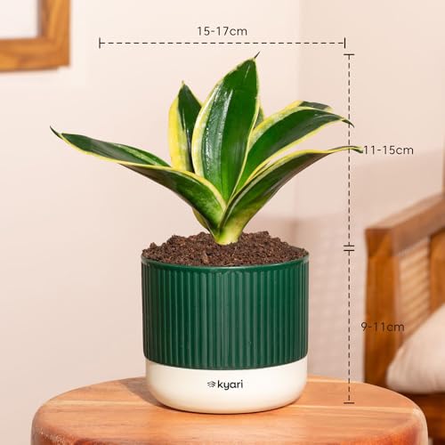 Image of Kyari Combo of 3 Indoor Plants - Lucky Jade, Golden Hahnii, Money Variegated with Green Self Watering Pot 4 Inch - Live Plants for Home Decor, Living Room, Office Desk - Air Purifying Vastu Plant Set