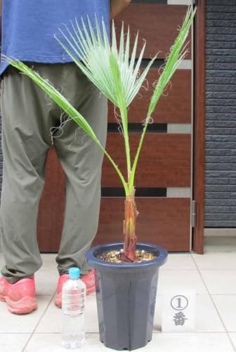 ワシントンヤシ」の人気商品一覧 | 安い商品を通販サイトから探す