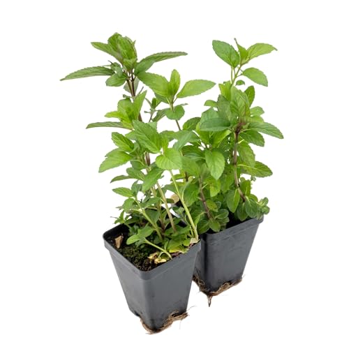 2 Chocolate Mint | Live Plants in 2.5-inch Nursery Cubes | Mentha x piperita f. citrata Chocolate Variety | Easy-Care Perennial with Green-Purple Foliage | Fragrant Flavorful Herb for Home and Garden