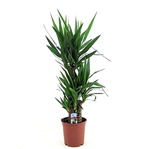 Plant in a Box – Yucca Elephantipes – Stevige kamerpalm – Gemakkelijke kamerplant – Pot 21cm – Hoogte 70-80cm