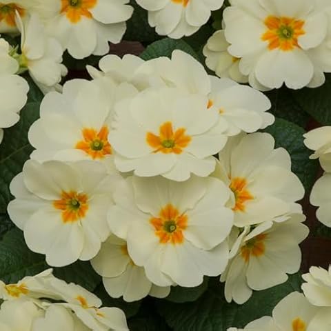 Perfect Plants Winter Primrose Cornish Cream Cover