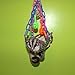 Rockin Maraca Swing & Jazzy Upside Down Swing Toy Bundle for Sugar Gliders