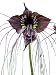TACCA CHANTRIERI Black Bat flower 20 seeds by Seeds and Things