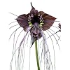 Schwarze Fledermausblume”Black-Bat-Flower” – Tacca chantrieri *1000 Samen* >Teufelsblume