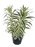 Song of India Plant - Live Plant in a 10 Inch Grower's Pot - Dracaena Reflexa - Beautiful Easy to Grow Air Purifying Indoor Plant