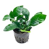 SubstrateSource Anubias Live Aquarium Plants...