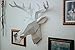 Hansmeier Cabeza de Ciervo Escultura de la Pared Decoración Mural Cabeza de...