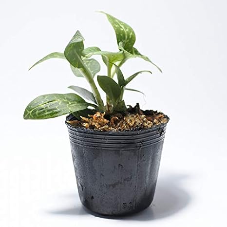 Amazon コケのインテリア コケリウム テラリウム 山野草 苔盆栽 苔玉 ミヤマウズラ 観葉植物 オンライン通販 Amazon コケのインテリア コケリウム テラリウム 山野草 苔盆栽 苔玉 ミヤマウズラ 観葉植物 オンライン通販