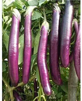 100 grani MELANZANA LONGUE ITALIENNE (Sol. Mel.) K76 UOVA LUNGA VIOLA SEMI GRANI:Grani