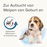 BEAPHAR - Lactol Aufzucht-Milch - Fûr Hundewelpen - Von Geburt An - Muttermilchersatz Mit DHA, Vitaminen Und Mineralien - Unterstützt Gesunde Aufzucht Und Stärkung - 500 g