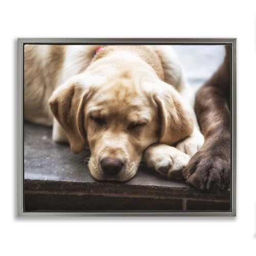 Sleeping Dogs Resting Paws, 16 x 20 Inch Canvas in Floater Frame