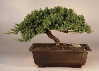 Bonsai Boy Juniper Windswept - Extra Large juniper procumbens 'nana'