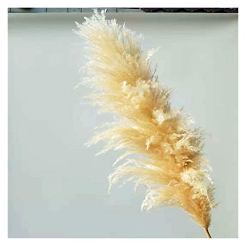 AxBALL Super pampas grama decoração de casa natural flor seca cauda grama grande casamento canto loj