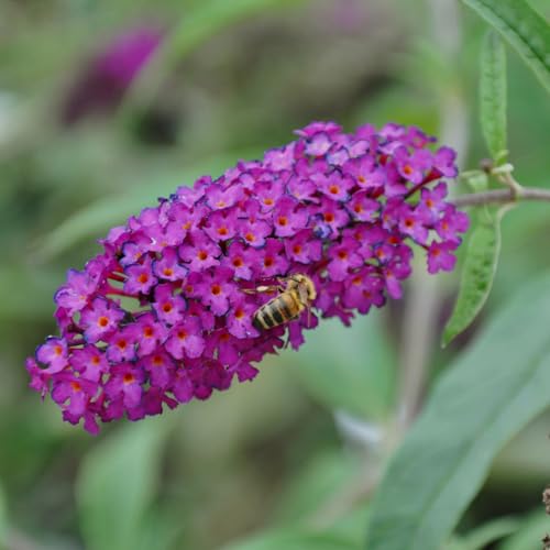 Sommerflieder, Buddleja davidii 'Royal Red', purpurrot, Topf 5 lt.