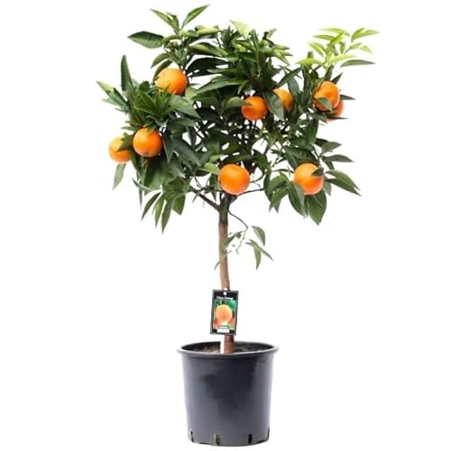 Naranjo Planta Natural | DECOALIVE | Naranjero Árbol Frutal para Terraza y Jardín