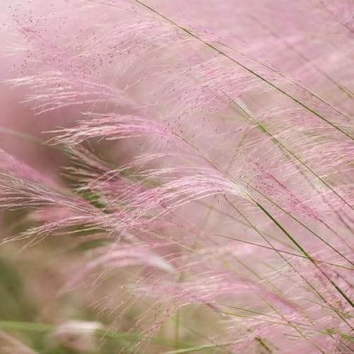 semillas de pasto ornamental semillas de bonsái jardín interior resistentes para balcones, interior Las jardín rocas son resistentes lecho 200pcs