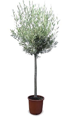 Olivo Mediterranea Olea Europaea de 160 cm, resistente a las heladas hasta -18 °C, con toque mediterráneo, para jardín y terraza