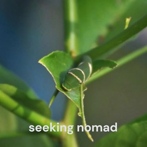 Seeking Nomad - life and its reflection. I just raise questions. You go within to find the answers. cover art