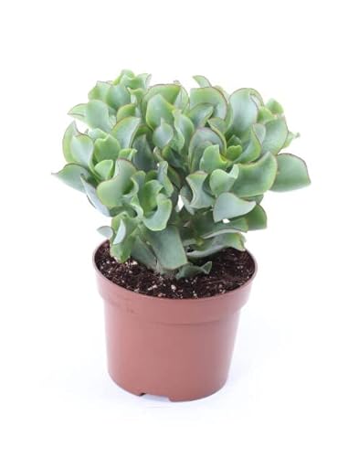 Planta Suculenta Ondulada Crassula Arborescens | DECOALIVE | Planta Crasa Natural | Cactus y Suculentas