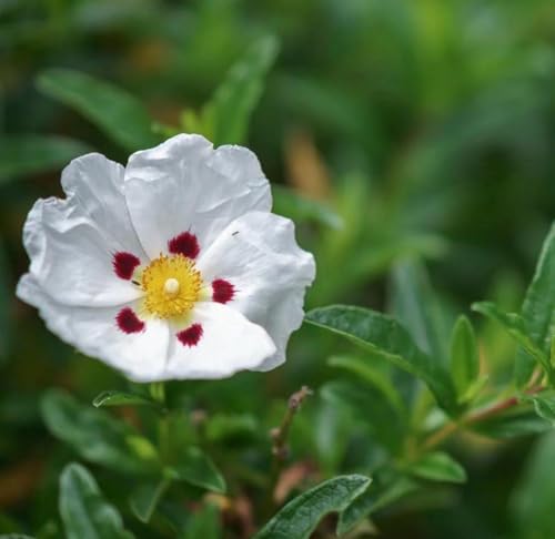 Aceite Esencial Rockrose Orgánico Puro 5 mL miniatura 6
