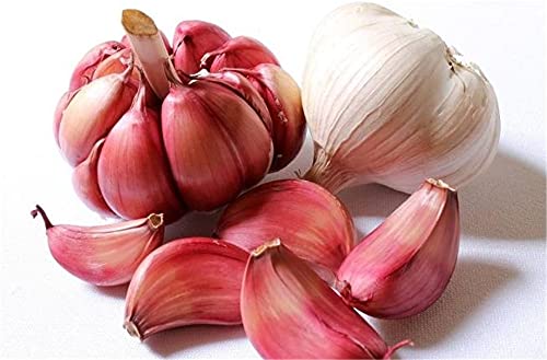 Bulbi di aglio Nutriente Decorazione da giardino Aglio commestibile Piantare orto 50 g: Solo semi: