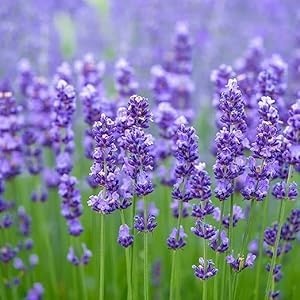Adhikaryshop Lavender Healthy Hybrid Live plant Suitable for all climates (SPECIAL VARIETY) Pack of -1 | Lavender Plant | Garden Plant | Fragrant Plant | All Climates | Healthy Hybrid | Live Plant (B0CKFLD85M) Amazon Price History, Amazon Price Tracker